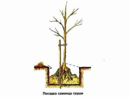 Почему груша не цветет и не плодоносит. Почему не плодоносит груша? Причины и методы решения проблемы