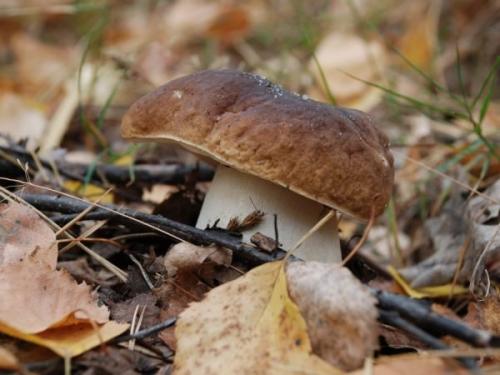 Грибы в сосновом лесу в октябре. Грибной сезон в октябре 2019 года