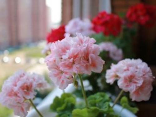 Родина комнатного растения фиалки. Родина фиалки комнатной 10