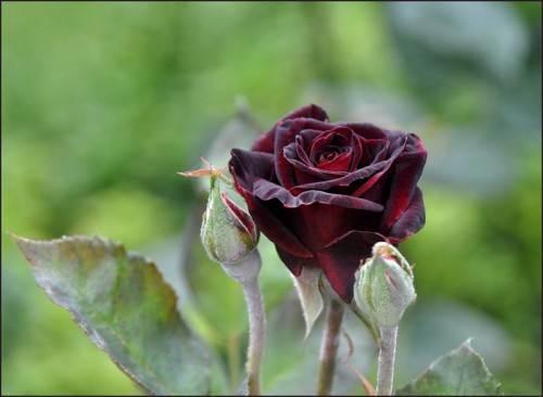 Как укрыть черенки роз на зиму. Подготовка саженцев роз к зиме