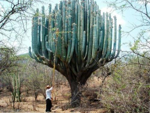 Кактус родина растения. Кактусы: колючие растения родом из Америки