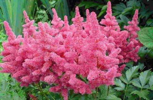 Астильба осенью, что делать. Подготовка астильбы к зиме 05