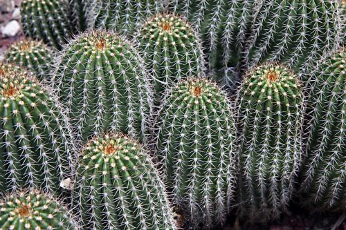 Кактус родина растения. Кактусы: колючие растения родом из Америки