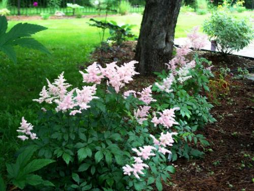 Обрезка астильбы. Осенняя история неподражаемой астильбы