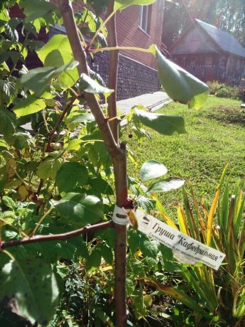 Посадка молодых деревьев осенью. Посадка саженца осенью. Чтобы осенний саженец 100% прижился нужно соблюсти одно правило