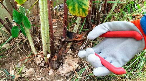 Надо ли обрезать макушки у малины осенью. Обрезка ремонтантной малины осенью для начинающих: шаги поэтапно