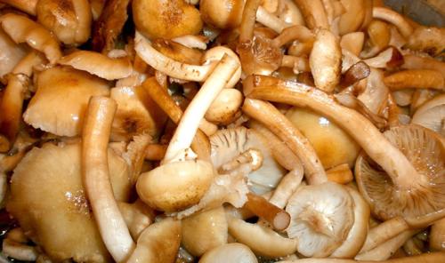 Как варить летние опята. Как готовить опята: рецепты блюд из свежих грибов