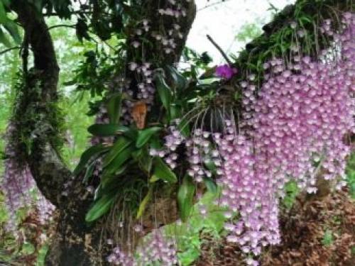 Родина комнатного растения фиалки. Родина фиалки комнатной 03