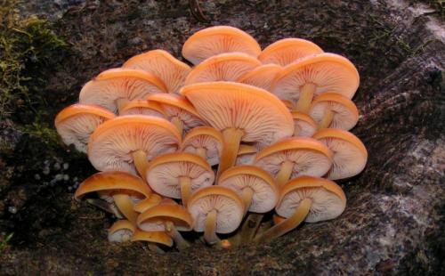 Как приготовить зимние опята. Описание зимних опят