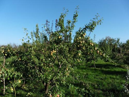 Чтобы груша плодоносила каждый год. Как я заставил плодоносить грушу.