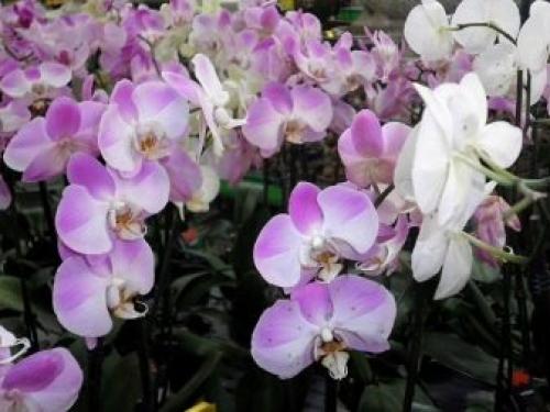 Родина комнатного растения фиалки. Родина фиалки комнатной 02