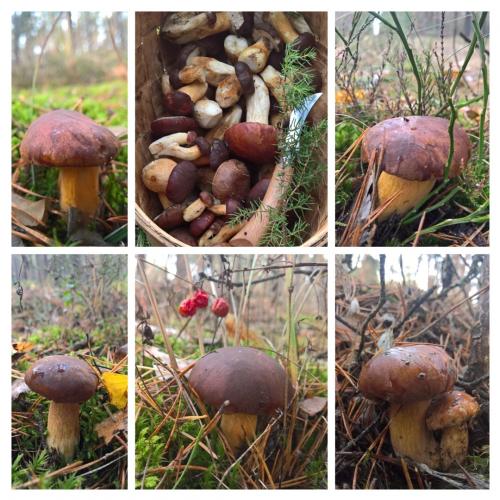 Как быстро растут польские грибы. Распространение и сбор