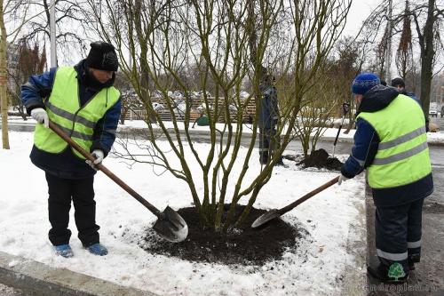 Сроки посадки саженцев осенью. Преимущества осенней посадки саженцев 01