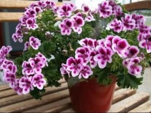 Родина комнатного растения фиалки. Родина фиалки комнатной 05