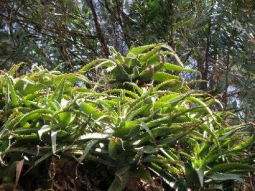 Родина комнатного растения фиалки. Родина фиалки комнатной 20