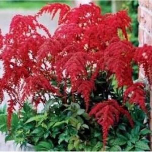 Астильба осенью, что делать. Подготовка астильбы к зиме 04