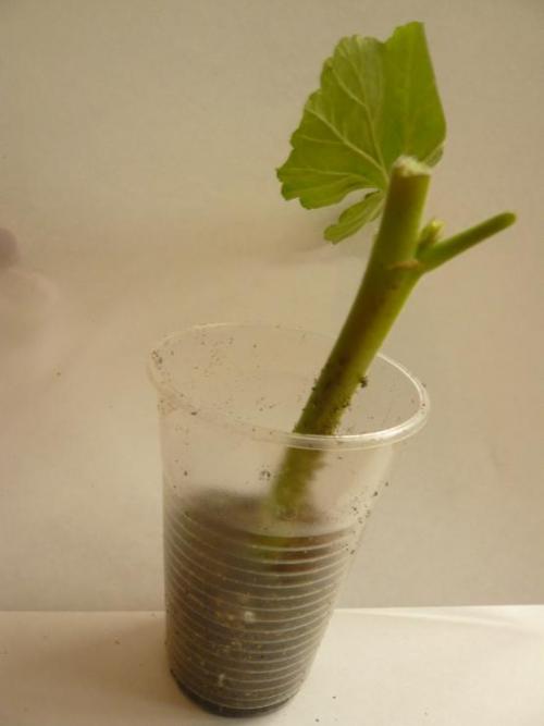 Как осенью укоренить герань черенками в домашних условиях. Советы бывалых цветоводов 07