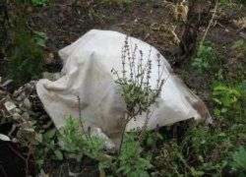 Астильба осенью, что делать. Подготовка астильбы к зиме 02