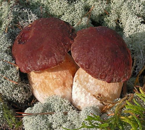 Где растут белые грибы. Хвойные леса