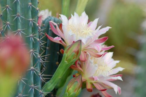 Кактус родина растения. Кактусы: колючие растения родом из Америки