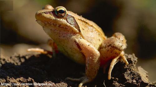 Норы лягушек. Лягушки и жабы в саду и огороде - это клад