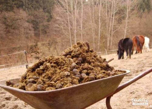 Флоксы подготовка к зиме. Особенности ухода за флоксами осенью и подготовки к зиме — общие советы и рекомендации