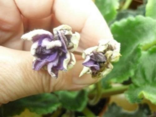 Фитоверм, как развести для комнатных растений. Описание препарата Фитоверм 05 Фитоверм, как развести для комнатных растений. Описание препарата Фитоверм 05