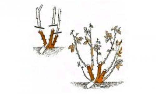 Как укрыть чайно-гибридные розы на зиму. Чайно-гибридные розы: что это? Посадка, уход и выращивание чайно-гибридных роз, обрезка и укрытие на зиму