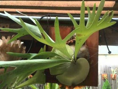 Оленьи рожки цветок. Платицериум: биологическое описание