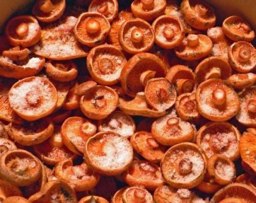 Приготовление грибов рыжиков в домашних условиях. Как правильно засолить рыжики: горячая и холодная засолка 05