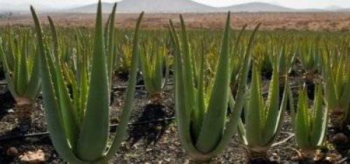 Родина комнатного растения фиалки. Родина фиалки комнатной 21