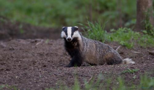 Чем питаются лягушки земляные. Внешний вид 03