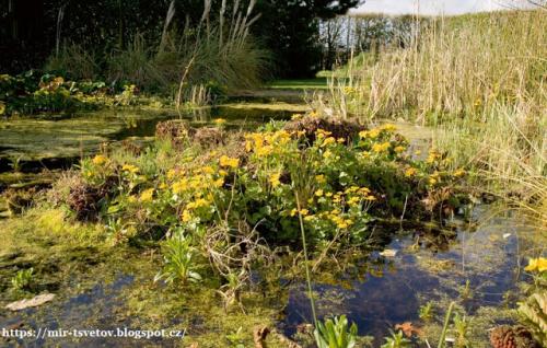 Норы лягушек. Лягушки и жабы в саду и огороде - это клад