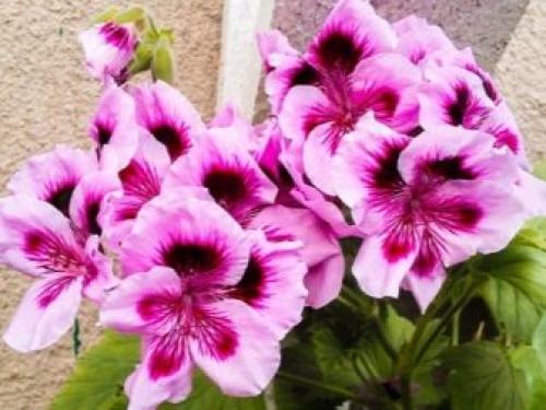 Родина комнатного растения фиалки. Родина фиалки комнатной 07