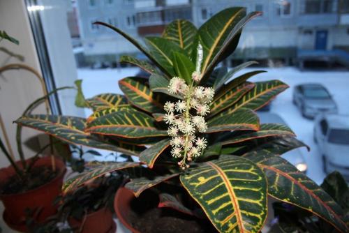 Зацвел Кротон приметы. Кротон зацветает, спасите! Уже можно паниковать?