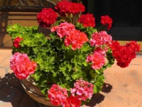 Родина комнатного растения фиалки. Родина фиалки комнатной 08