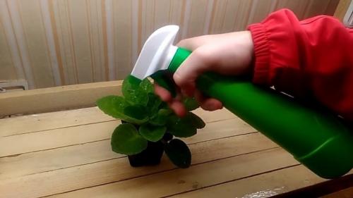 Фитоверм, как развести для комнатных растений. Описание препарата Фитоверм 07 Фитоверм, как развести для комнатных растений. Описание препарата Фитоверм 07