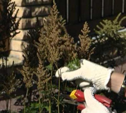 Астильба осенью, что делать. Подготовка астильбы к зиме 01