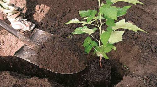 Обрезка малины при пересадке. Когда пересаживать ремонтантную малину