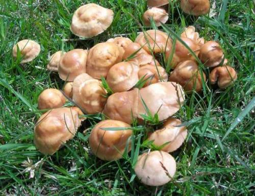 Растут на пнях грибы. Особенности выращивания грибов на пнях 03