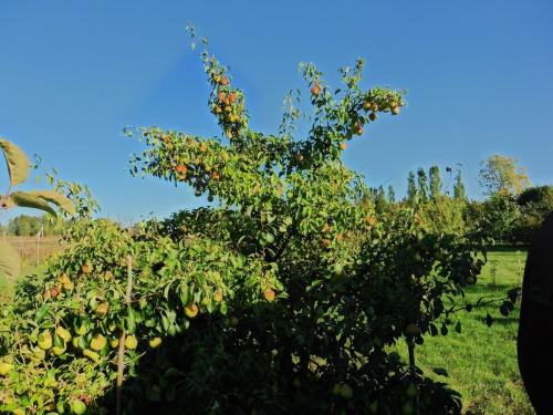 Чтобы груша плодоносила каждый год. Как я заставил плодоносить грушу.