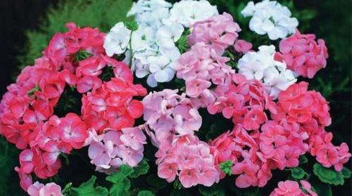 Герань родина растения. Родина и история герани