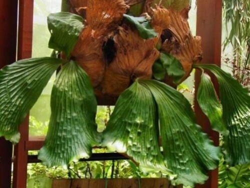 Оленьи рожки цветок. Платицериум: биологическое описание