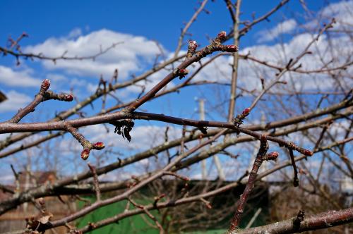 Обработка сада мочевиной. Осенняя обработка сада мочевиной