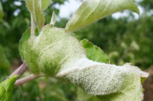 Болезни яблони. Яблони болезни и борьба с ними