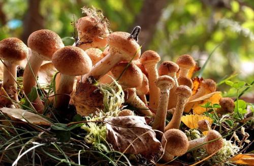 Грибы в сосновом лесу в октябре. Грибной сезон в октябре 2019 года