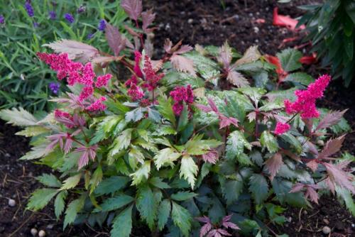 Обрезка астильбы. Осенняя история неподражаемой астильбы