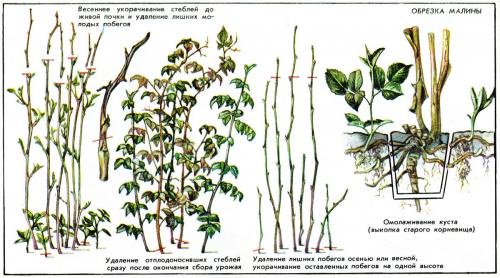Надо ли обрезать макушки у малины осенью. Обрезка ремонтантной малины осенью для начинающих: шаги поэтапно