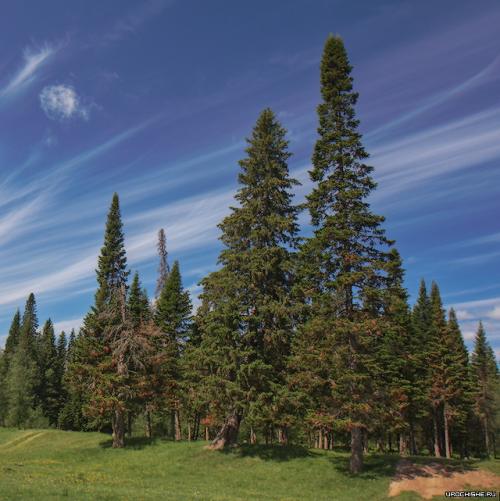 Где растут белые грибы. Хвойные леса