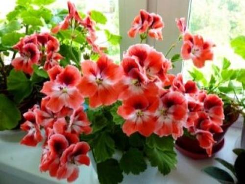 Родина комнатного растения фиалки. Родина фиалки комнатной 09